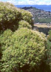 Veronica parviflora. Habit. Karori, Wellington.
 Image: P.J. Garnock-Jones © P.J. Garnock-Jones CC-BY-NC 3.0 NZ